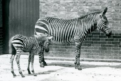 A Mountain Zebra with Her Hybrid Foal (Chapman